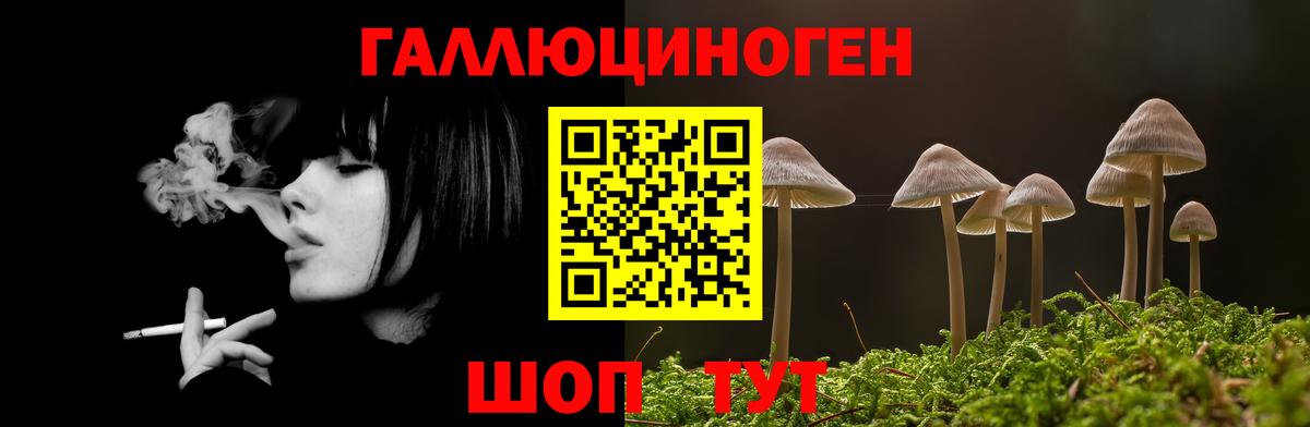Галлюциногенные грибы GOLDEN TEACHER  купить закладку  Балтийск  Вход с VPN 